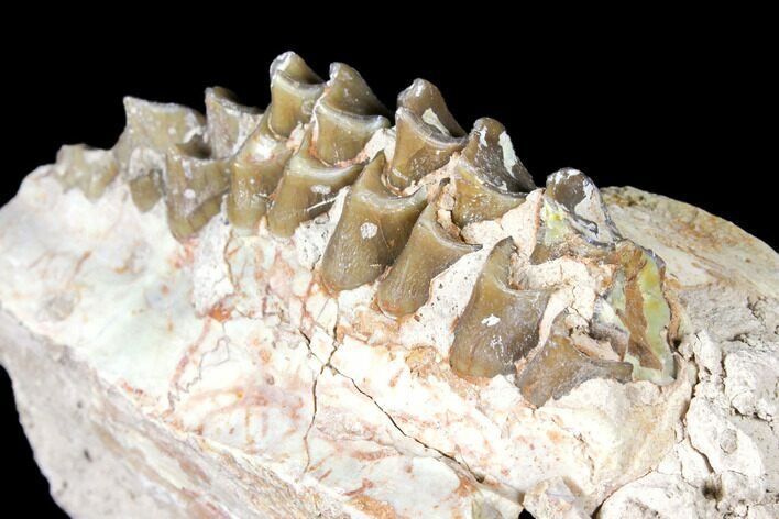 Oreodont (Merycoidodon) Partial Maxilla - South Dakota #128141